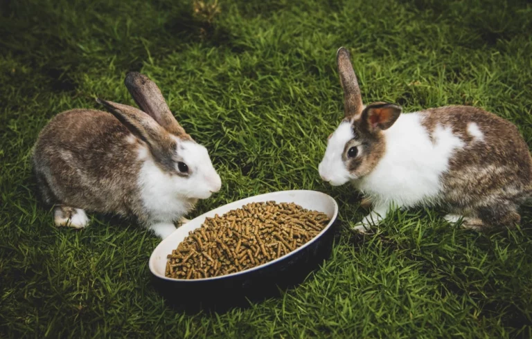 How To Make Rabbit Feed ?