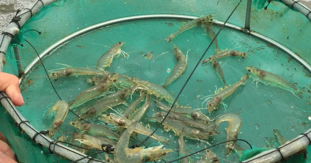 How Can Technology Be Used To Improve Shrimp Feed Pellet Machines