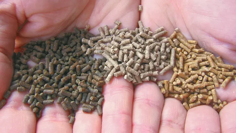 Selecting the Best Shrimp Feed Pellet Machine