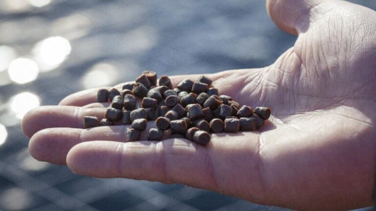 Types of Fish Feed Pellet Making Machines